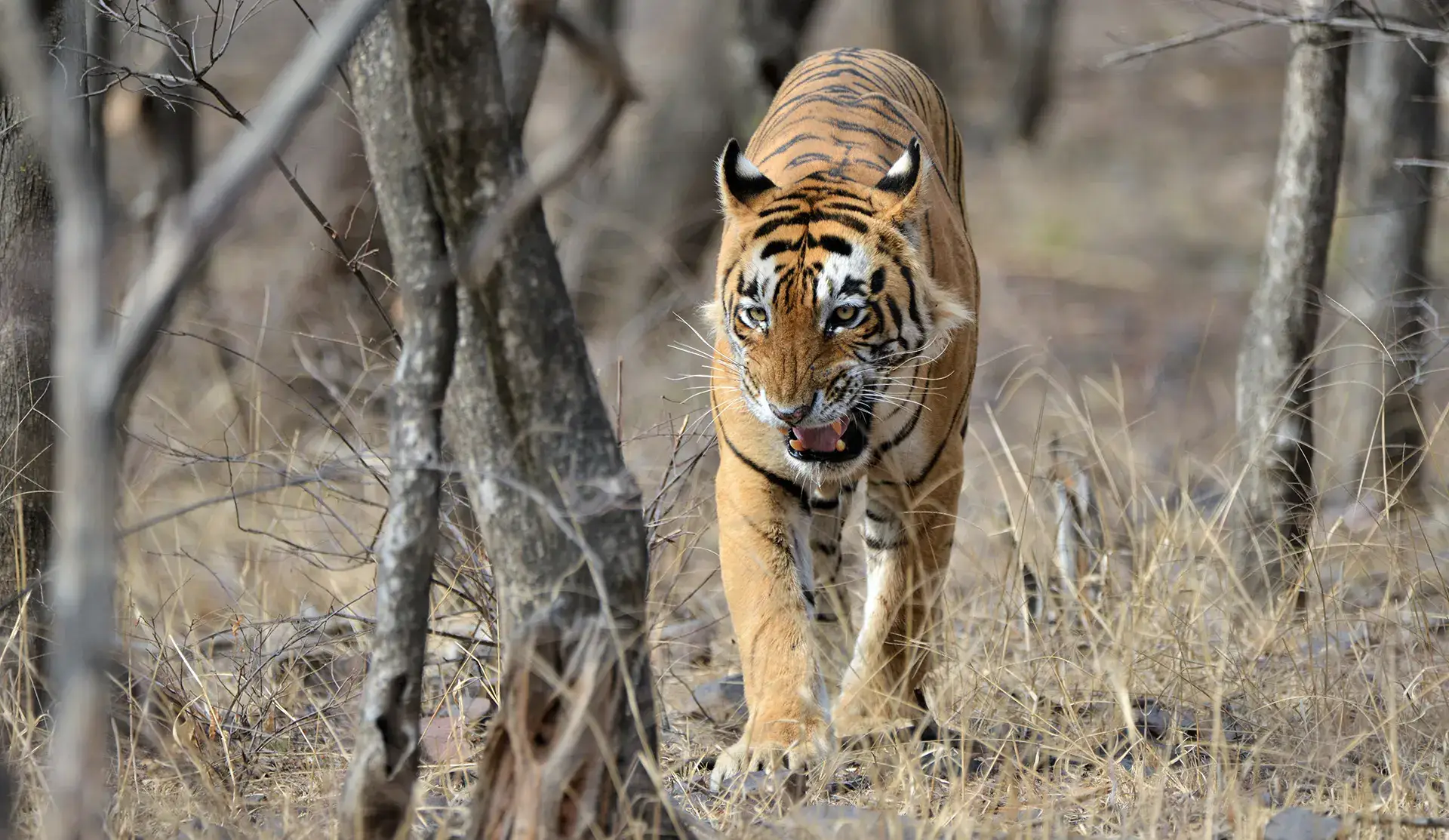 Bengal Tiger at Panna Tiger Reserve
