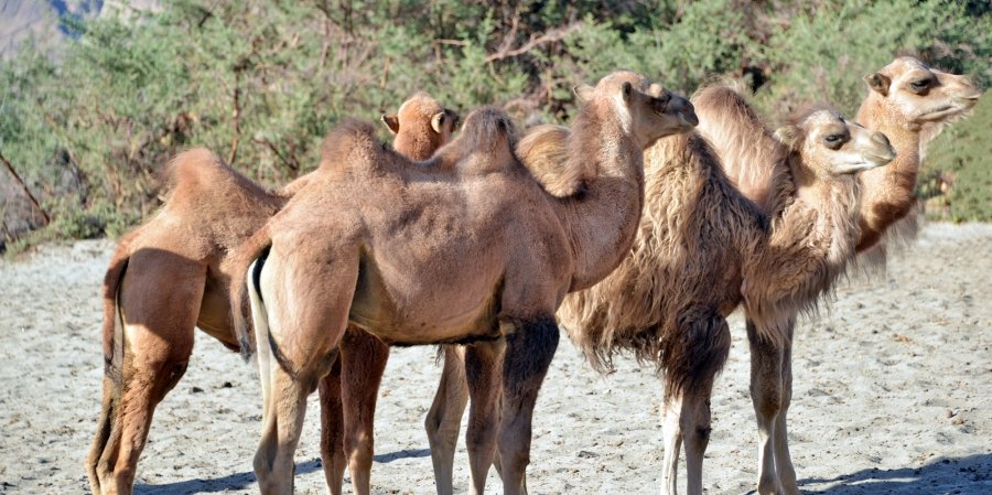 Double Hump Camels at Nubra Valley
