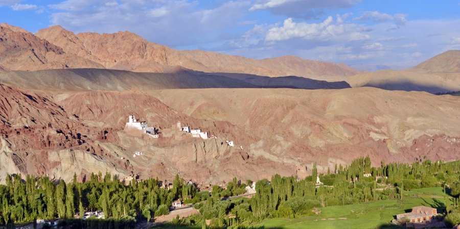 Double Hump Camels at Nubra Valley