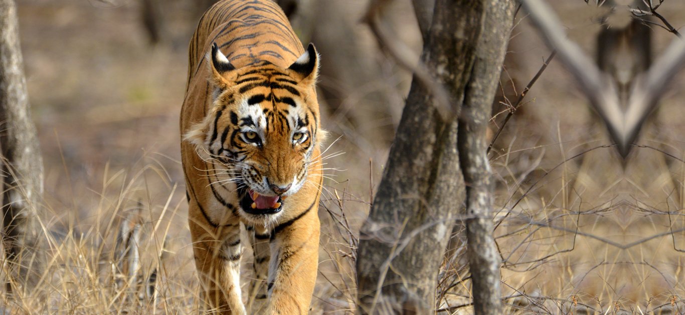 Tiger at Ranthambore