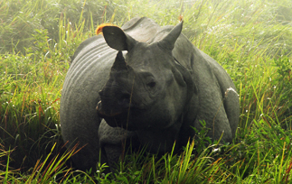 Kaziranga Wild Life Sanctuary, Assam, India