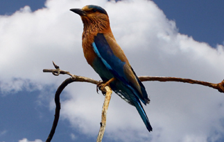 Keoladeo National Park, India