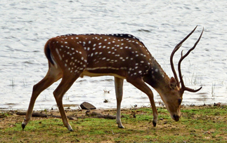 Manas Wild Life Sanctuary, Assam, India