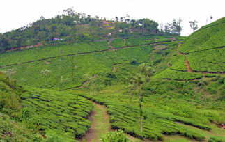 Western Ghats, India