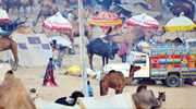 Pushkar Fair - 1 - 