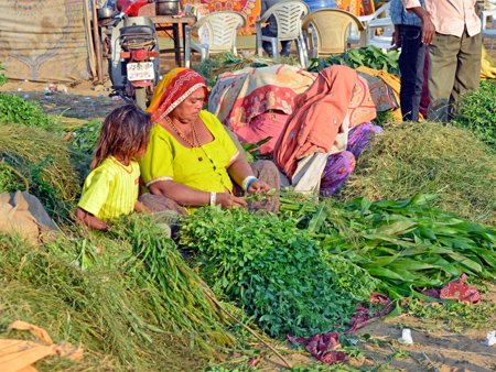  Selling Cattle Feed, Pushkar Fair