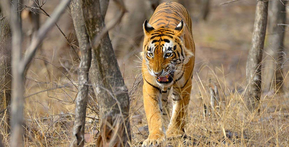 India Wildlife Tours