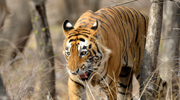  Tiger at Ranthambore National Park - 1 - Tiger at Ranthambore National Park