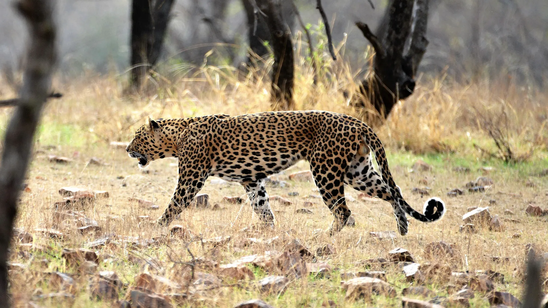 Large Male Leopard at Bandhavgarh