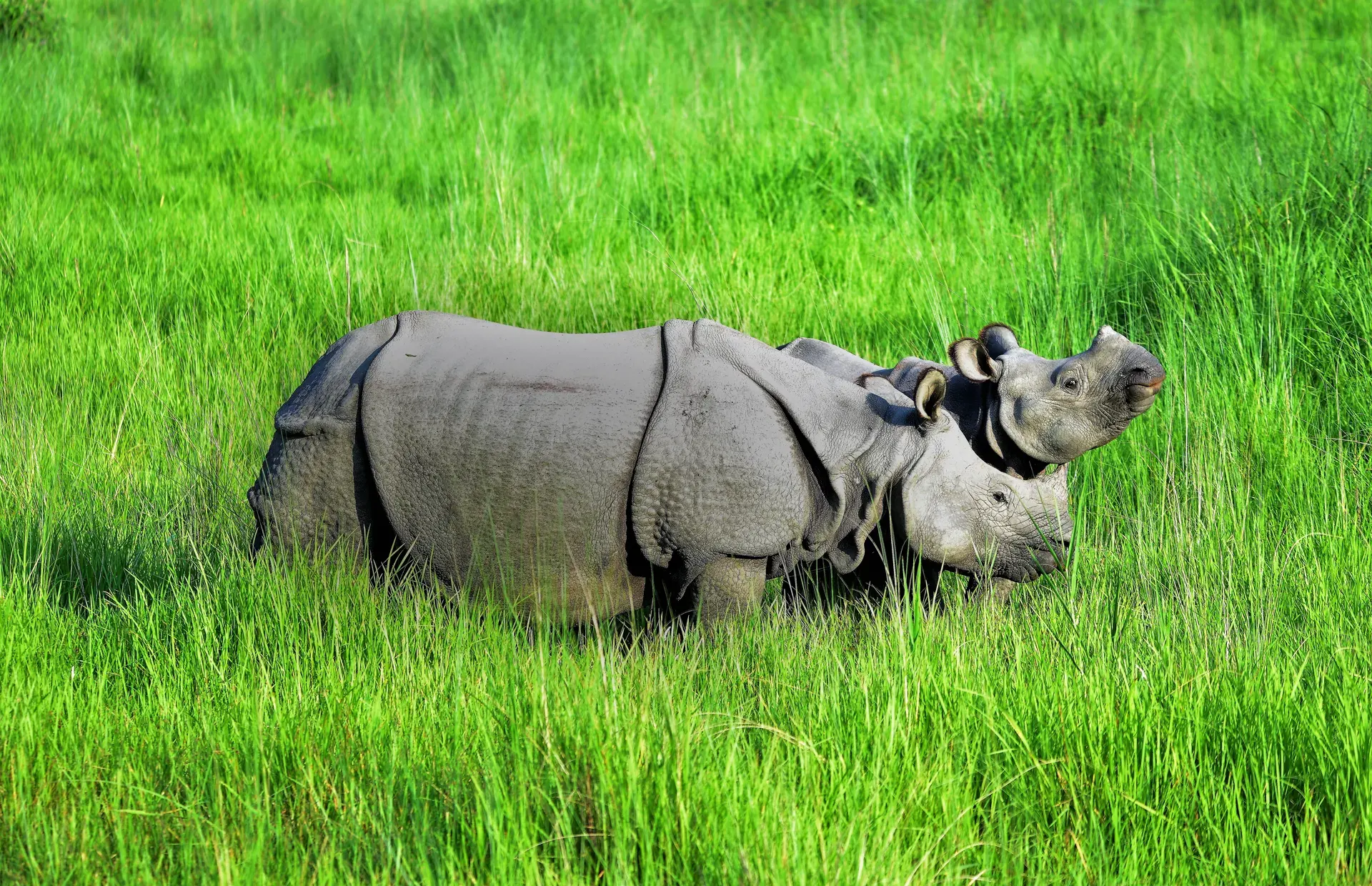 Mother & Child in Chitwan Grasslands