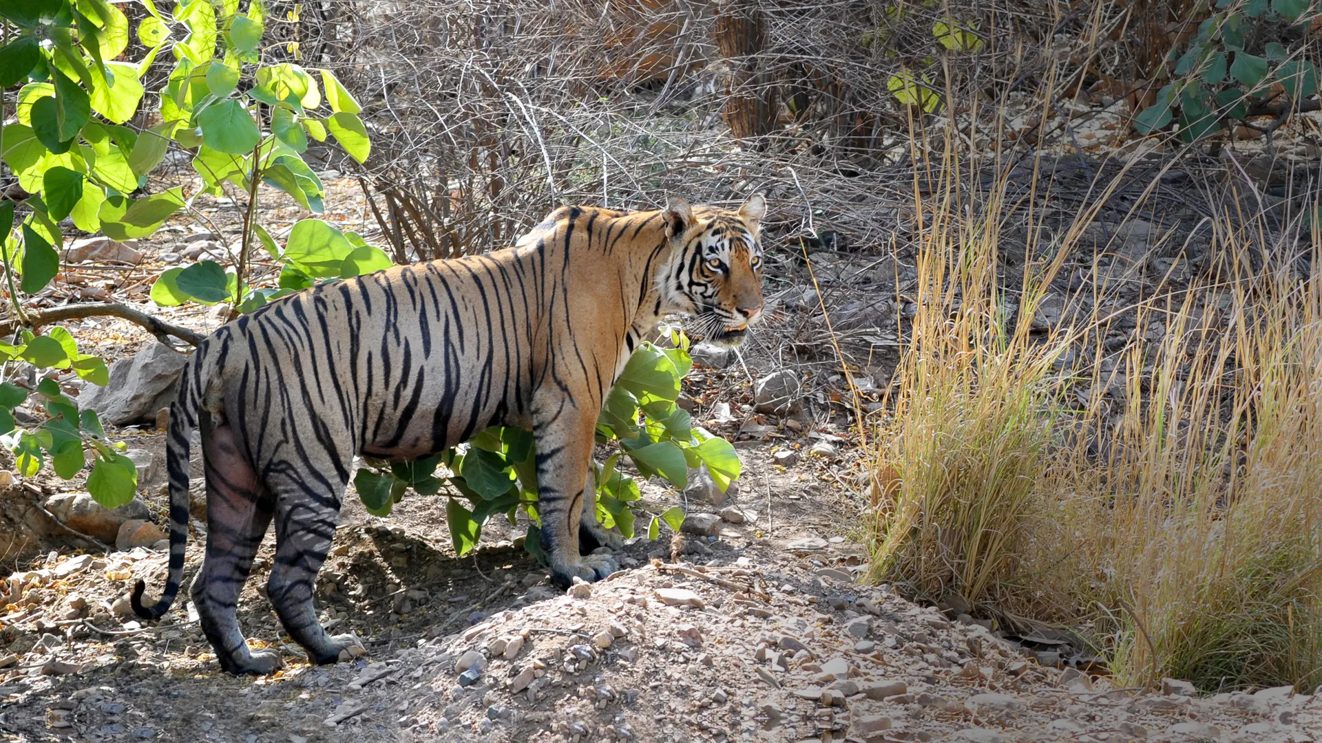 Tiger Leaves a Watering Hole