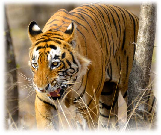 Wildlife Tours