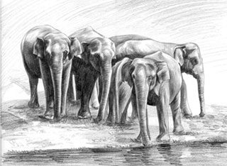 Elephant Group Sketch
